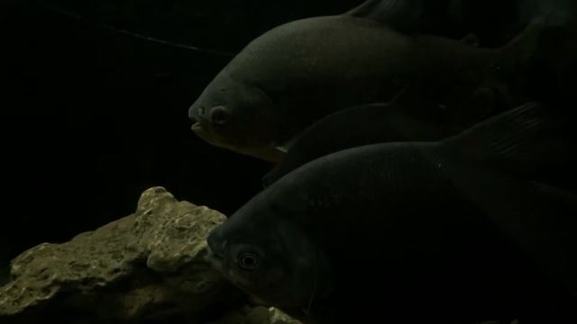 Аквариум на Детской железной дороге смотреть онлайн