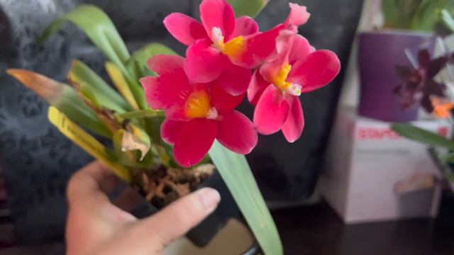 orchids in bloom march 2022 смотреть онлайн