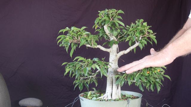 Ficus Philippinensis Bonsai Tree. смотреть онлайн