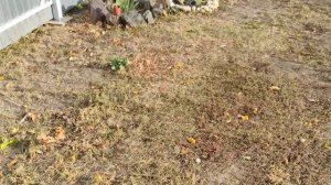 Кактус опунция в открытом грунте зимуют без укрытия