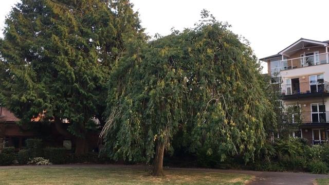 Weeping Ash (Fraxinus excelsior 'Pendula') - tree - August 2018 смотреть онлайн
