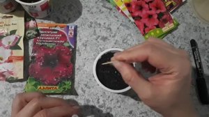 Петуния. Посадка на рассаду. Сеем просто. Сибирь.