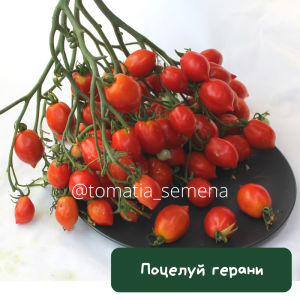 Поцелуй герани