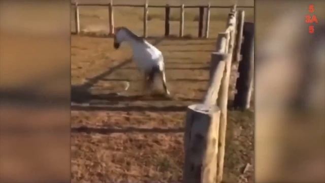 свинья змея и голубь 2023