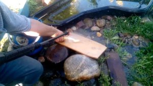 Как правельно чистить хрен