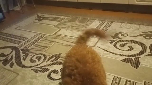 Мой карликовый пудель. Нам уже 9 месяцев. Что-то слишком большой вырос смотреть онлайн