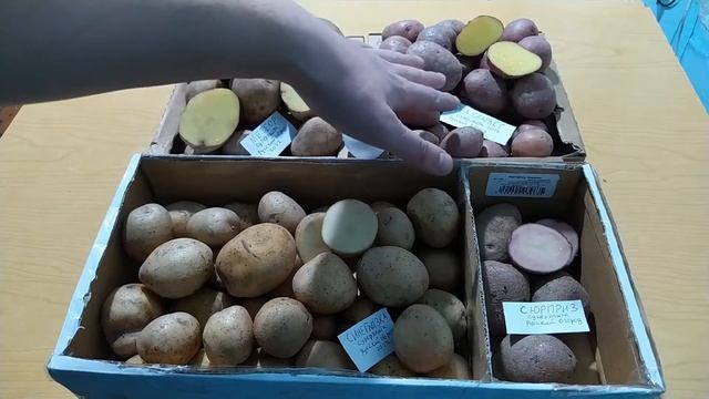 Открываю посылку с семенным картофелем суперэлитой Синеглазка, Метеор, Сюрприз, Ред Скарлет