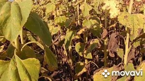 Охота на дикого голубя. Хуглу Вентус - первая охота.