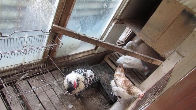 "Перепёлкино" Цесарки- наши ошибки в определении пола. смотреть онлайн