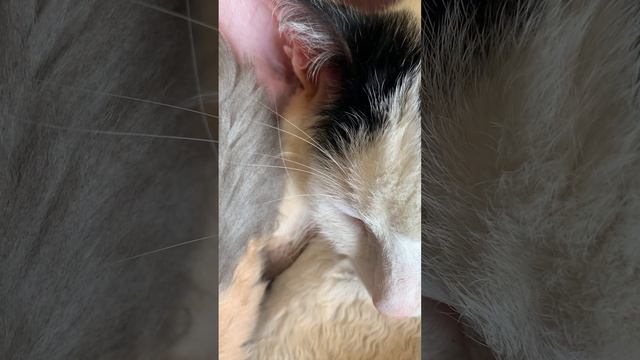 Сопят-свистят коты во сне))) смотреть онлайн