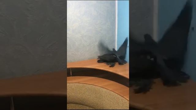 Редкие дорогие голуби. Красивые чины желтые и Туркмены. Двухчубые голуби. Tauben. Pigeons