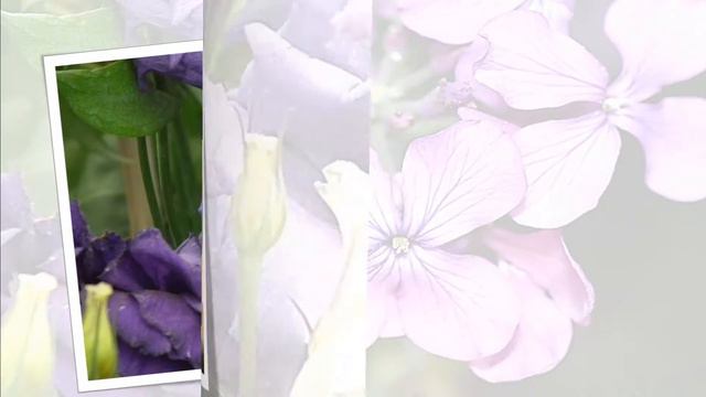 Amazing Violet Flower varieties смотреть онлайн