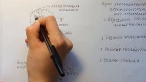 Билет 029. ПРОВОДЯЩИЕ ПУТИ СОЗНАТЕЛЬНОЙ И БЕССОЗНАТЕЛЬНОЙ ПРОПРИОРЕЦЕПТИВНОЙ ЧУВСТВИТЕЛЬНОСТИ.