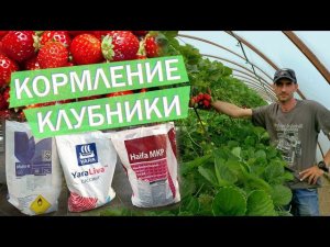 ПИТАНИЕ КЛУБНИКИ