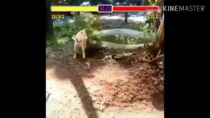 Street Fighter (Dog vs Cat)