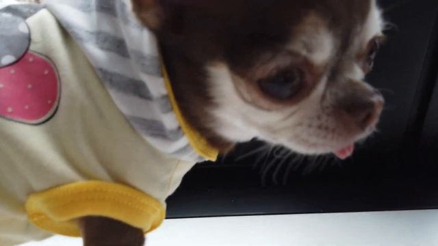 Купили устройство по сбору какашуль. Оправдались ли ожидания? смотреть онлайн