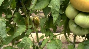 На дворе Август. Созревание крупноплодных сортов. О золотом гиганте Нельсона (часть 2)