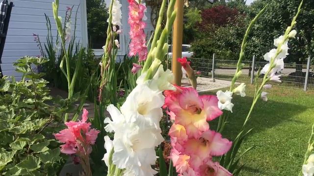Gladiola flowers! Gladiolus! My gladiola garden! Love it! Buhay Gardenera смотреть онлайн