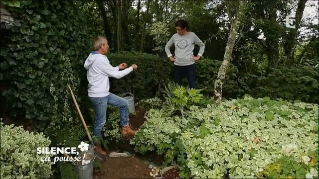 Planter un acer negundo ‘flamingo’ - Silence, ça pousse ! смотреть онлайн