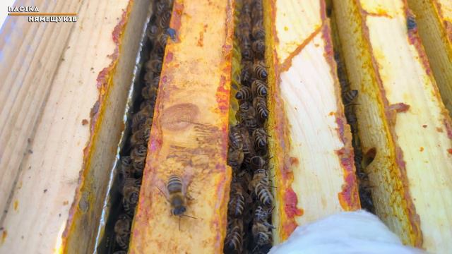 Початок роботи на пасіці в лютому. Що варто зробити? смотреть онлайн