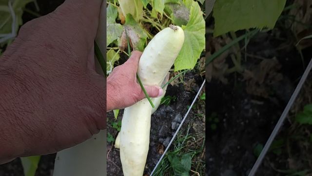 Огурец Белый Дракон - реально дракон)))