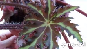 Бегония "Клеопатра".