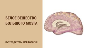 Белое вещество большого мозга. Ассоциативные волокна. Комиссуральные волокна