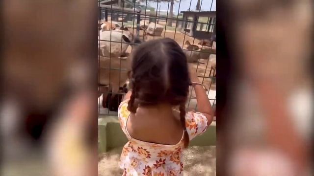 Take Pictures in Zoo with Zostuic 1080P Digital camera смотреть онлайн