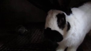 Немецкий пестрый великан строкач