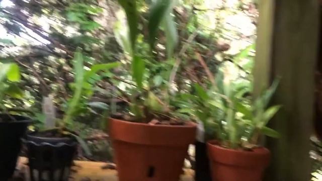 SUMMER ORCHID UPDATE 2017 смотреть онлайн