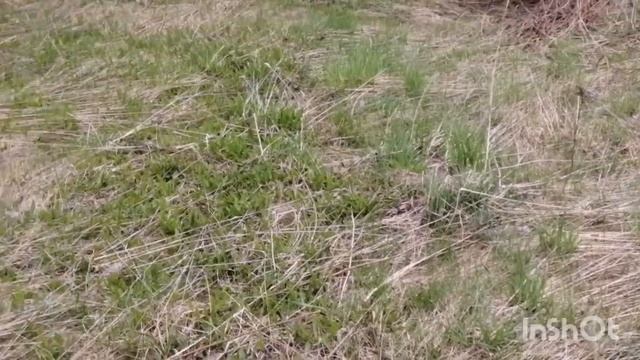 №154 ПОЛЯНКА УДИВИЛА, НАХОДКИ РАДУЮТ. ПОИСК СТАРИНЫ С ЭКВИНОКС 800. КОП 2023. смотреть онлайн