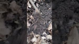 Как быстро найти червей прямо на месте ловли