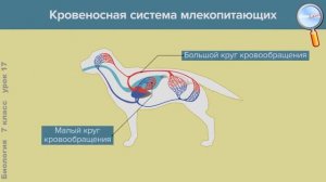 Внутреннее строение млекопитающих