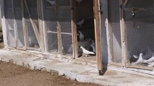 #BAKU #PIGEONS.  Широкохвостые голуби! Питомник Фируза Алиева в Баку!
