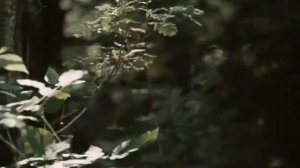 Отрывок из Х ф Гардемарины, вперёд!   Софья и Алёшка 1