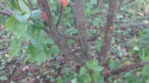 Харостар пізній сорт абрикоса