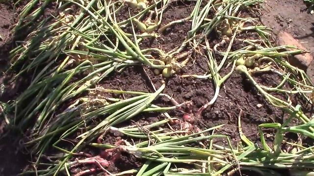 Лук и ЧЕСНОК урожай - Как подкармливала Обзор Чеснока и лука смотреть онлайн