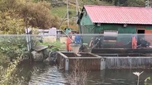 Картина сегодняшнего дня: забойка на реке, на которой расположен рыбоводный завод