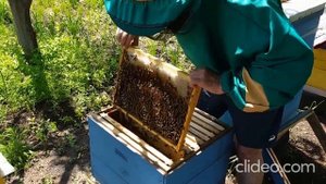 Пчелы потянули маточник Роение Отводок на матку