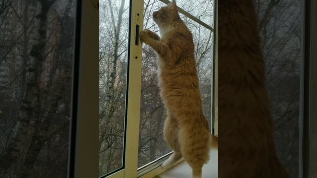 Ставим сетку антикошку на балкон. Ведь кошки не птицы, правда?! смотреть онлайн