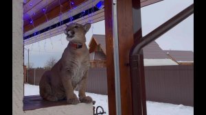 Украшаем дом вместе с Месси