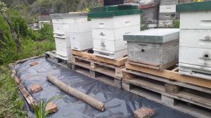 Дадант в Аргентине // С другом на пасеке // Пчеловодство Аргентины