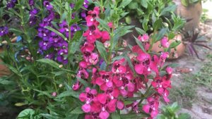 Angelonia Flowers | Colorful Combinations | Relaxing in our garden