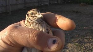 Самка перепела(бедана). Quail female (bedana).