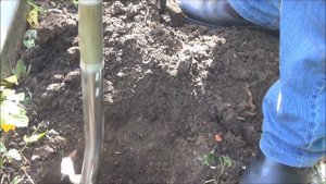 Как ПРАВИЛЬНО посадить РОЗЫ под зиму (осенью) + результаты эксперимента с окоренением ветки