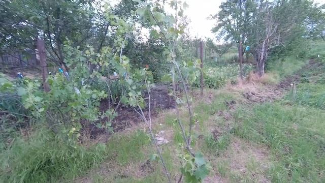 ПЕРЕЕЗД В ДЕРЕВНЮ | КУБАНЬ поднимается | ОГОРОДНЫЕ ДЕЛА #переездвдеревню #кубань #огородныедела