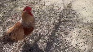 Моих кур убивают Еноты