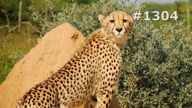 #1304. Гепарды (В мире животных) смотреть онлайн