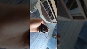 ОВС-25,Первичная очистка семечки, сезон 2022