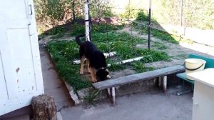 Щенок восточноевропейской овчарки 6 месяцев.